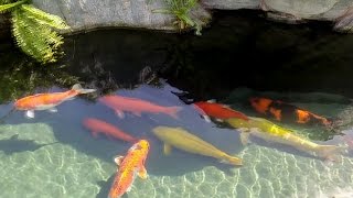 Cùng bé tham quan công viên cá chép Koi Nhật Bản siêu bự siêu đẹp - Công viên Rin Rin Park Nhật Bản