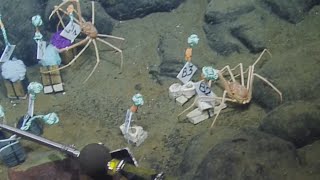 Crabs LOVE Science!