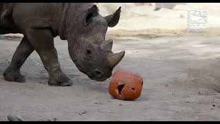 Black Rhinos Pumpkin Fun - Cincinnati Zoo