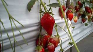esrevnoc 「sweet strawberry toast」 エスレフノック