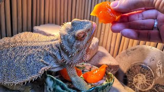 Дракон ест сладкую лаву! Мягко, липко, вкусно!