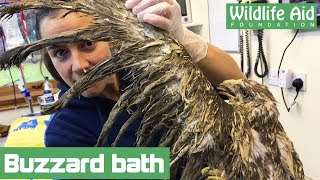 Mud-covered buzzard saved from death