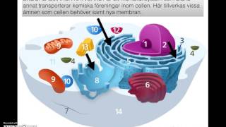 Cellens delar och funktion
