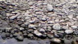 pesca en rio san pedro (antilhue)