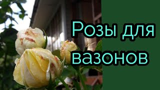 Розы для вазонов