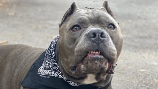 Porky was dumped for being obese