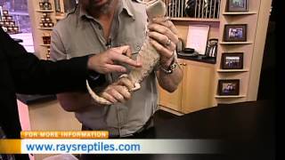 Little Ray's Reptile Zoo 1