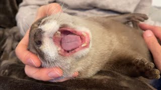 カワウソさくら 全身マッサージに気が抜け大あくびしてしまうカワウソ otter that makes you feel good and yawns with a full body massage