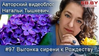 Выгонка сирени к Рождеству