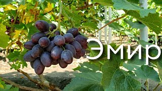 Эмир - гибридная форма , приятно удивившая вкусом