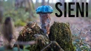 Sieni