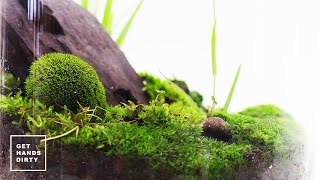 Making a Terrarium // ASMR