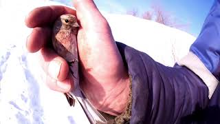 +18(Тут бывает матерятся) Ловля певчих птиц февраль 03 02 19