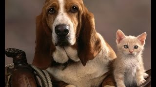 Карел Чапек - Собака и кошка