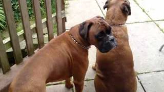 My Boxer Dogs, Oscar & Merlin.