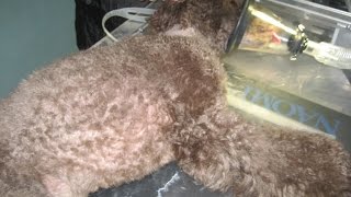 トイプードル・アンバーしこり除去手術 Amber toy poodle undergoes minor surgery