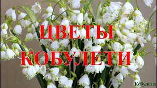 Цветы Кобулети ქობულეთი ყვავილები Аджария Грузия flowers Ծաղիկներ lill