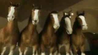 Рекламный ролик пива Budweiser