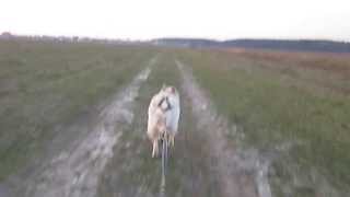 Canicross with Siberian husky 2