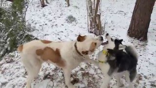 Хаски против алабая: в диких условиях .Жесть!! | Alabai against the Huskies