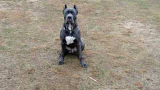 Cane Corso Romulus