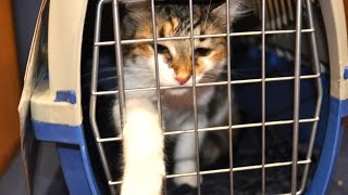 Animal Crush Video Maker Gets 50 Year Prison Sentence