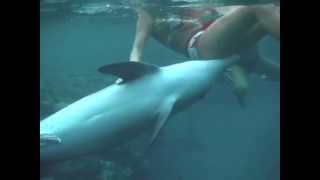 Sexy Dolphin Gangnam Style