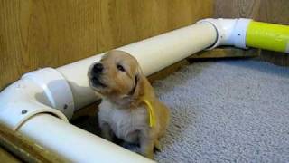 Golden Retriever puppy howling!!!