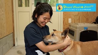 もともと狩猟犬だったが山に捨てられてしまったマミーの保護シェルターでの様子～ピースワンコ・ジャパン～