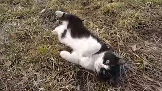 Бездомный кот говорит о жизни... Бросили кота, котёнка, кошу
