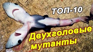 Двухголовые животные мутанты, шокирующие случаи появления на свет.