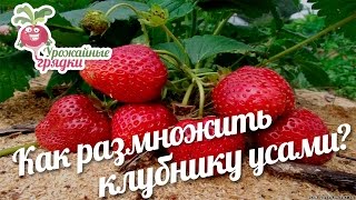 Как размножить клубнику усами?