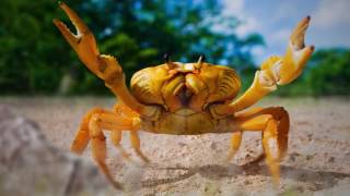 Parallax Technique Adobe After Effects CC 2017