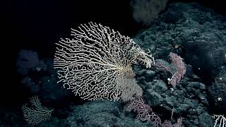 Diverse Coral Communities of King George Seamount | Nautilus Live