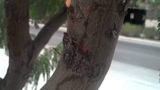 A desert cicada chirping