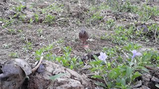 Bẫy Chim Cu Gáy / Pikat Terkukur Viet Nam