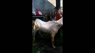 Cara memandikan kambing