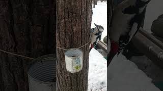 Дятел / Woodpecker