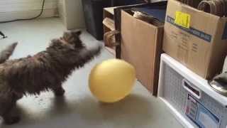 Cairn Terrier puppy vs Balloon