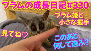 Bushbaby Plum's Growth Diary ショウガラゴ プラムの成長日記 #330