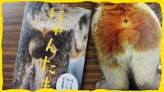 САМАЯ ПОПУЛЯРНАЯ КНИГА В ЯПОНИИ "NYANTAMA" КНИГА СНИМКОВ ЯИЧЕК КОТОВ
