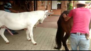 video monta Burro Pinto Americano