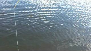 Lake ida bass fishing with flukes episode 34