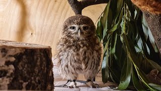 Как сыч Юйня у маленьких совушек сплюшек домик отжала