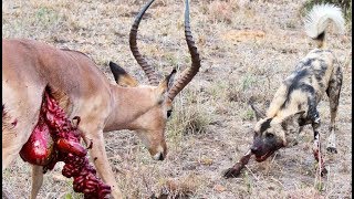 Wild Dogs v Impala | Impala Fights Back as Guts Fall Out