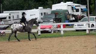 Hunt seat equitation over fences
