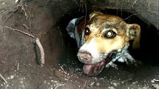 ДЖЕК РАССЕЛ. ЛИСЬЯ НОРА. НЕМЕЦКАЯ ОВЧАРКА. РЫБА и другое..