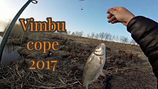 Vimbu cope Lielupē! 2017