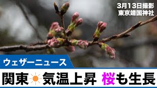 関東 晴れて大幅に気温上昇　桜も生長