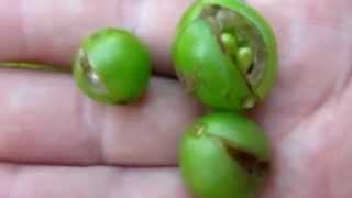 bolezni-vinograda-oidium
